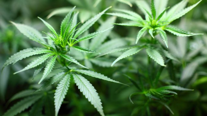 CBD (2)
